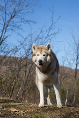 Portrait of dog breed Siberian husky standing in the forest. A dog on a natural background on sunny day in spring season