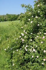 Dog-rose rosehip blooming in spring in Germany