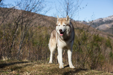 Obraz na płótnie Canvas Portrait of serious dog breed Siberian husky standing in the forest. A dog on a mountains background on sunny day in spring season