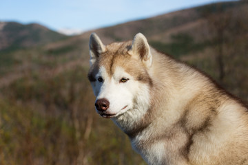 Close-up Portrait of attentive beige and white Siberian Husky dog in the forest on mountains background.