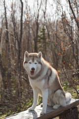 Portrait of beige and white Siberian Husky dog sitting on the bench in the forest at sunset