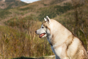 Profile Portrait of cute and fluffy beige and white Siberian Husky dog sitting in the forest on mountains background