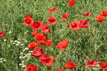 Papaver rhoeas in summer, Germany