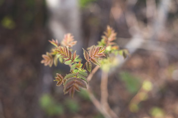 Fresh cute rowan leafs grows from the spring buds at warm sunny weather.