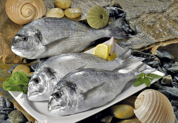 Fish in porcelain plate
