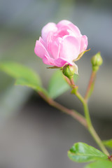 Pretty Polyantha rose, pink flowers 'The Fairy'. Close up of a single pink flower with shallow focus and soft focus background. Vertical.