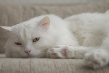 sleepy white cat, drowsiness