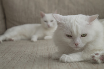 beautiful white homemade cat