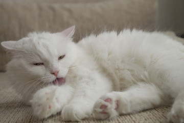 Fototapeta na wymiar white homemade cat is washing
