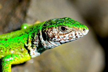 A green lizard on the sunshine