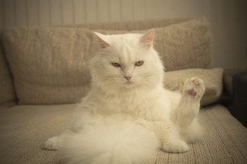 Fototapeta na wymiar white fluffy homemade cat sitting on the couch