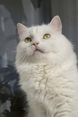 beautiful white homemade cat