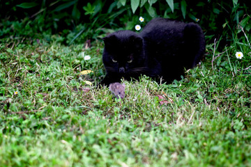 Chat noir chassant un petit mulot dans un jardin