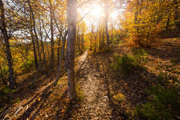 Obraz premium Hayedo