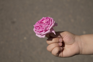 rose in the hands of a child on an isolated close-up background