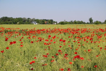 Organic rapeseed cultivation, field with many poppy flowers in Germany