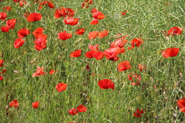Papaver rhoeas flowers in a Organic rape field in summer, Germany