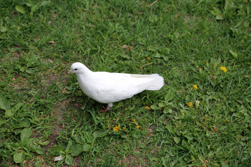 An adult urban pigeon in a city environment

