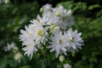 Symphyotrichum pilosum, commonly called the hairy white oldfield aster 