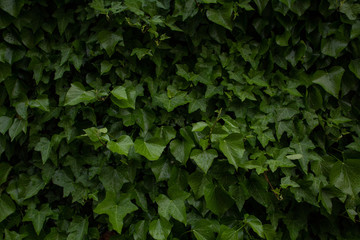 Leaves texture