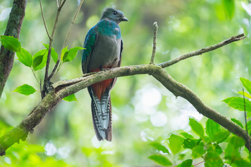 Female of resplendent quetzal (Pharomachrus mocinno) sits in a forest of Costa Rica