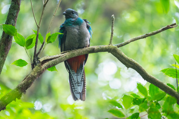 Female of resplendent quetzal (Pharomachrus mocinno) sits in a tropical forest of Costa Rica