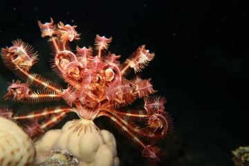 Unterwasseraufnahme bei Nacht