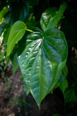 Betel leaves is a creeper. It is eaten with a piece.