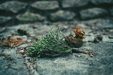 leaves and round fruit of cupressus sempervirens