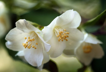English Dogwood flowers in closeup