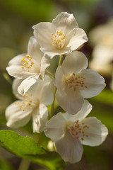 Fototapeta na wymiar English Dogwood flowers in closeup