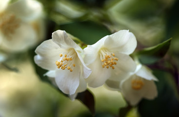 Obraz na płótnie Canvas English Dogwood flowers in closeup