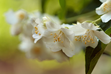 English Dogwood flowers in closeup