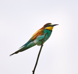 Bee eater (Merops apiaster)