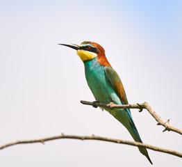 Bee eater (Merops apiaster)