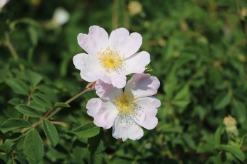 Blooming Rosa canina in spring