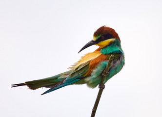 Bee eater (Merops apiaster)