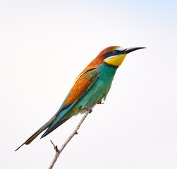 Bee eater (Merops apiaster)