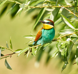 Bee eater (Merops apiaster)