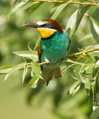 Bee eater (Merops apiaster)
