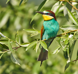 Bee eater (Merops apiaster)