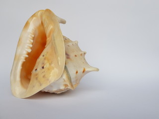 Shell