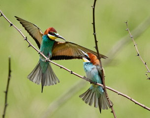 Bee eater (Merops apiaster)