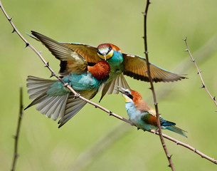 Bee eater (Merops apiaster)