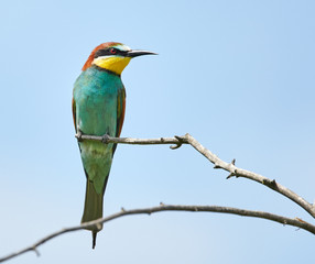 Bee eater (Merops apiaster)