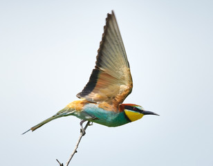 Bee eater (Merops apiaster)