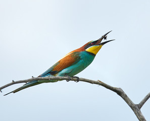 Bee eater (Merops apiaster)