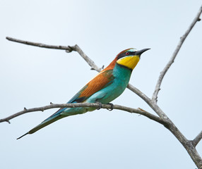 Bee eater (Merops apiaster)