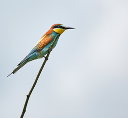 Obraz premium Bee eater (Merops apiaster)