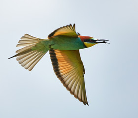 Bee eater (Merops apiaster)